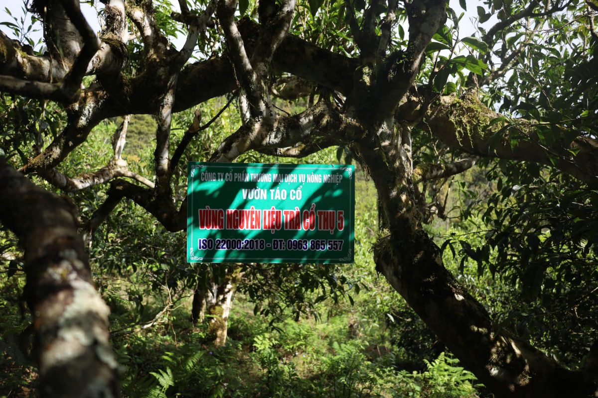 Trà cổ thụ - tinh hoa từ thiên nhiên